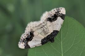 Attēlu rezultāti vaicājumam “Ligdia adustata”