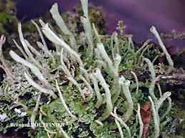 Attēlu rezultāti vaicājumam “Cladonia coniocraea”