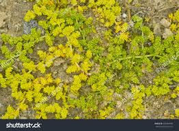 Attēlu rezultāti vaicājumam “Herniaria glabra flower”