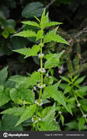 Attēlu rezultāti vaicājumam “Lycopus europaeus leaf”