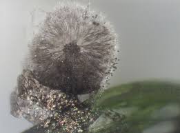 Attēlu rezultāti vaicājumam “Lamproderma pseudomaculatum macro”