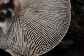 Attēlu rezultāti vaicājumam “Tricholoma sp.”