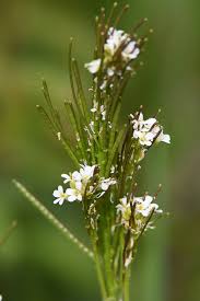 Attēlu rezultāti vaicājumam “Arabis hirsuta flower”