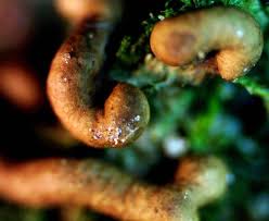 Attēlu rezultāti vaicājumam “Gulielmina vermicularis”