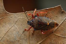 Attēlu rezultāti vaicājumam “Pinthaeus sanguinipes”