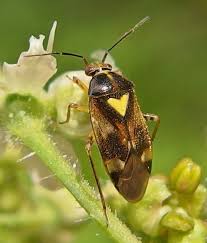 Attēlu rezultāti vaicājumam “Orthops basalis”
