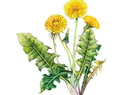 Attēlu rezultāti vaicājumam “Taraxacum officinale aggr. leaf”