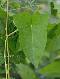 Attēlu rezultāti vaicājumam “Calystegia sepium leaf”