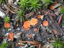 Attēlu rezultāti vaicājumam “Octospora humosa”