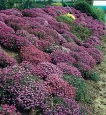 Image result for Aubrieta hybrida (cultorum)