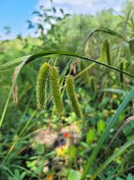 Attēlu rezultāti vaicājumam “Carex pseudocyperus female flower”