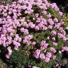 Attēlu rezultāti vaicājumam “Armeria vulgaris leaf”