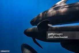 Image result for Globicephala melas