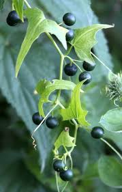 Attēlu rezultāti vaicājumam “Bryonia alba fruit”