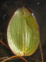 Attēlu rezultāti vaicājumam “Potamogeton natans leaf”