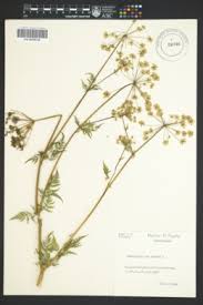 Image result for Chaerophyllum aureum
