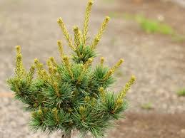 Attēlu rezultāti vaicājumam “Pinus”