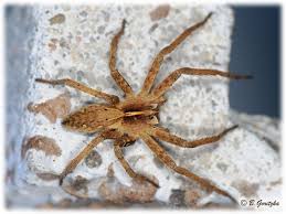 Attēlu rezultāti vaicājumam “Pisauridae”