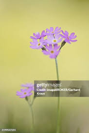 Attēlu rezultāti vaicājumam “Primula farinosa”