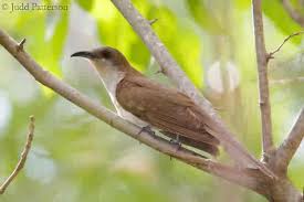 Image result for Coccyzus erythropthalmus