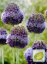 Image result for Zierlauch