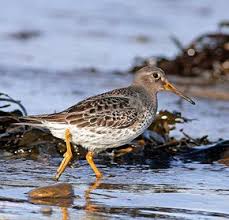 Attēlu rezultāti vaicājumam “Calidris maritima adult”