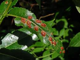 Attēlu rezultāti vaicājumam “Pontania proxima”