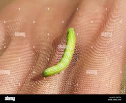 Attēlu rezultāti vaicājumam “Eucarta virgo”