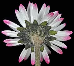 Image result for Bellis perennis