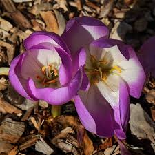 Attēlu rezultāti vaicājumam “Colchicum luteum flower”