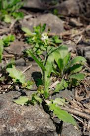 Attēlu rezultāti vaicājumam “Capsella bursa-pastoris fruit”