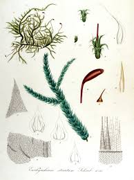 Attēlu rezultāti vaicājumam “Eurhynchium striatum”