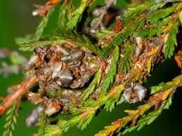 Attēlu rezultāti vaicājumam “Anarta myrtilli larva”