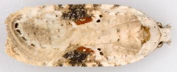 Attēlu rezultāti vaicājumam “Agonopterix alstromeriana”