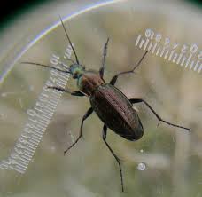 Attēlu rezultāti vaicājumam “Carabus arcensis”