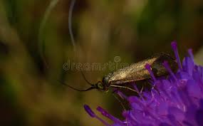 Attēlu rezultāti vaicājumam “Nemophora metallica”