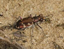 Attēlu rezultāti vaicājumam “Cicindela hybrida”