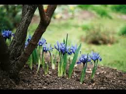 Attēlu rezultāti vaicājumam “Iris reticulata”