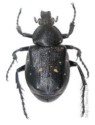 Attēlu rezultāti vaicājumam “Gnorimus variabilis”