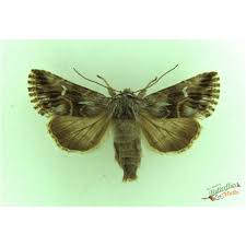 Attēlu rezultāti vaicājumam “Calophasia lunula larva”