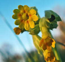 Attēlu rezultāti vaicājumam “xComagaria rosea  flower”