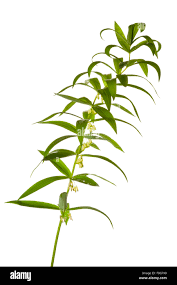 Attēlu rezultāti vaicājumam “Polygonatum verticillatum”