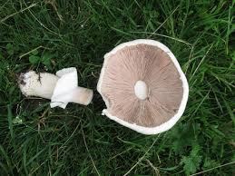 Attēlu rezultāti vaicājumam “Oxyrrhynchium hians var. rigidum macro”