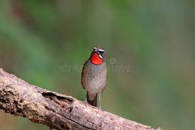 Image result for Luscinia calliope