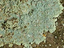 Attēlu rezultāti vaicājumam “Lepraria incana”