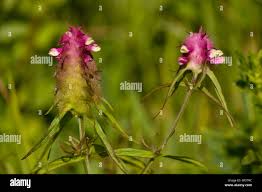 Attēlu rezultāti vaicājumam “Melampyrum cristatum leaf”