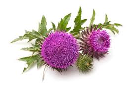 Image result for Silybum marianum