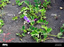 Attēlu rezultāti vaicājumam “Lathyrus japonicus subsp. maritimus”