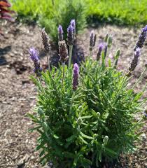 Attēlu rezultāti vaicājumam “Lavandula angustifolia”