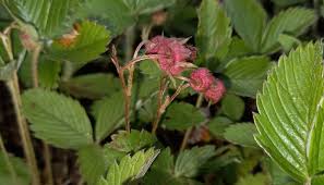 Attēlu rezultāti vaicājumam “Fragaria viridis fruit”